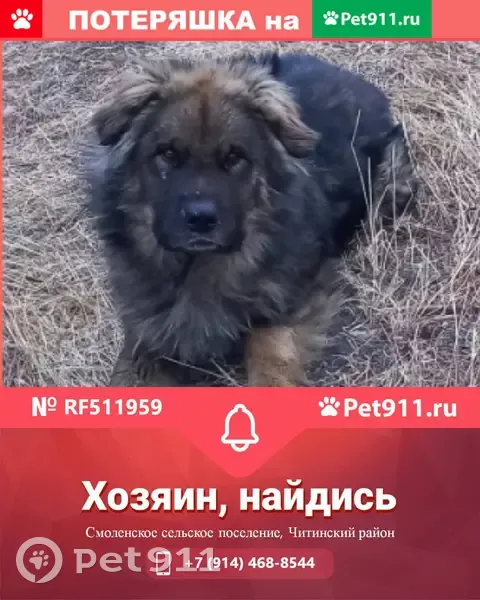 Найдена собака в Центральном районе Читы | Pet911.ru