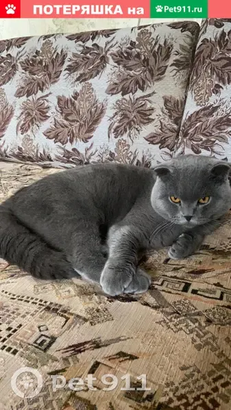 Пропал кот Бумер на Лукинской, 5 - photo