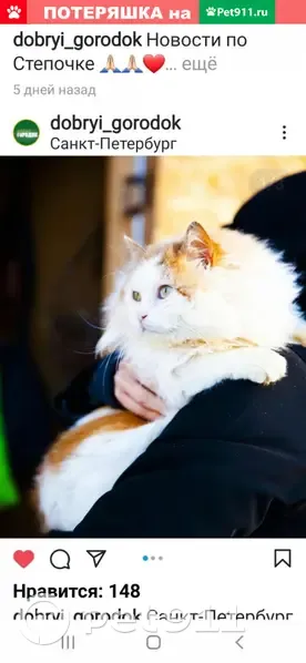 Пропала кошка на бульваре Вадима Чугунова, Санкт-Петербург
