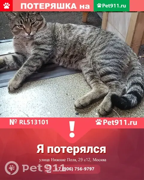 Пропал кот Барсик на улице Нижние Поля, 29 с12, Москва. | Pet911.ru