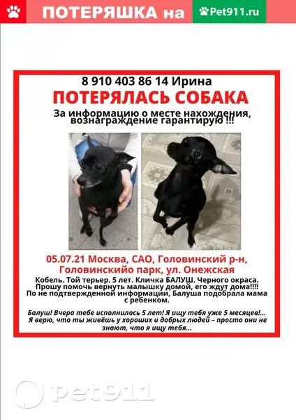 Пропала собака на Онежской улице, Москва | Pet911.ru