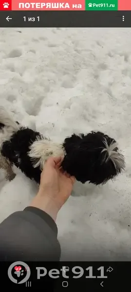 Найден мальчик-собака на Осетинской улице, Самара | Pet911.ru