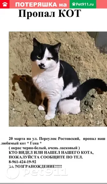 Пропала кошка в Ростове на Дону, ищем! | Pet911.ru