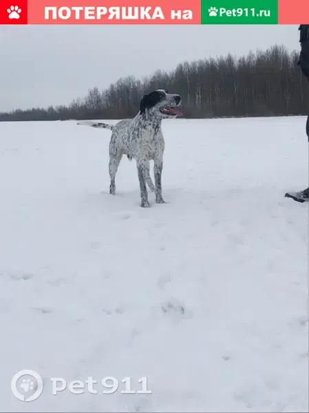 Пропала собака на Дачном пр. 8 к1, СПб - photo