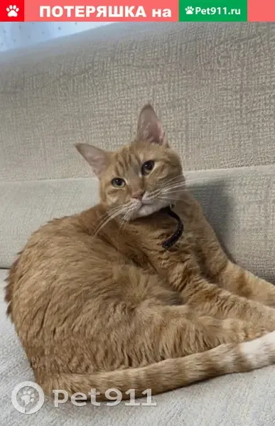 Пропал кот Ярик на Руставели 16, СПб - photo