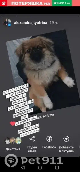 Пропала собака Тишка на ул. 8 Марта, 13 - photo