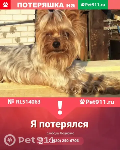 Пропала собака Шансон возле дома на Слободе Подновье | Pet911.ru