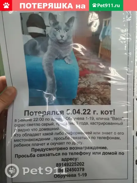 Пропала кошка Вася, ул. Обручева 1, Иркутск. | Pet911.ru