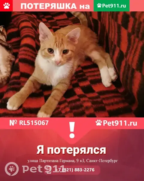 Пропал кот на ул. Партизана Германа, 9 корп. 3 парадная 1 в СПб. | Pet911.ru