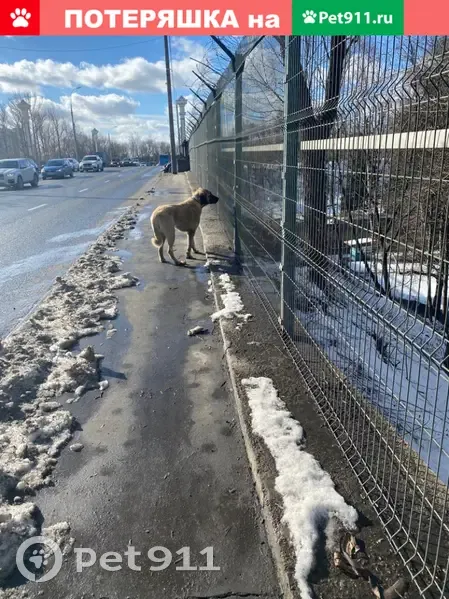 Найдена собака на Карамышевской набережной | Pet911.ru