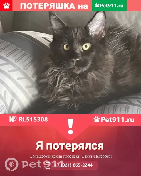 Пропал котенок мейн-кун на Большеохтинском пр. 9 | Pet911.ru