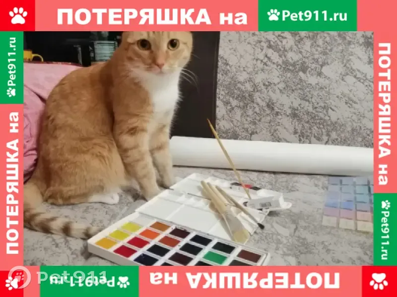 Пропал кот Рыжий на ул. Карпинского, 31 к3, СПб - photo