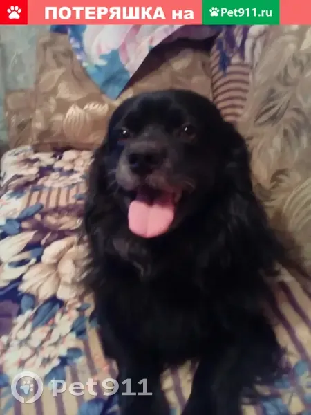 Пропала собака на Остановке парк им. Ю.Гагарина, Камская улица, Калининград - photo