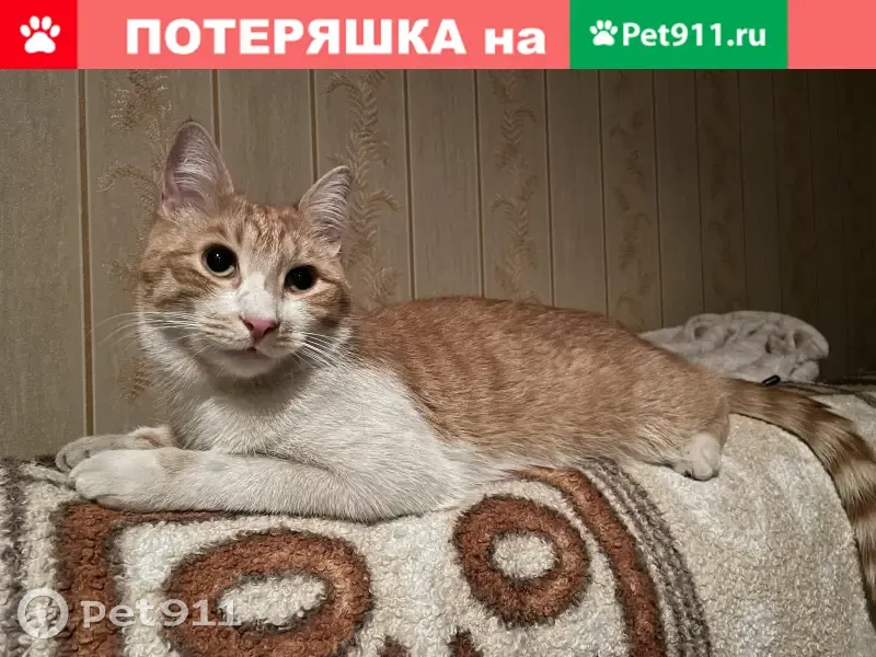 Пропал кот в Шувалово-Озерках, адрес: 2-я Семёновская улица, 19, Санкт-Петербург. - photo