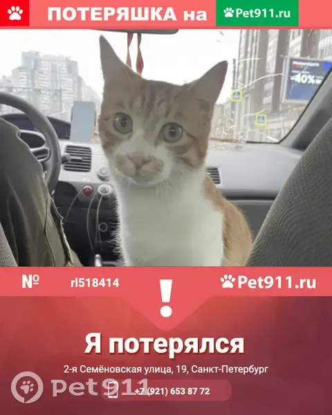 Пропала кошка в районе Шувалова-Озерки, 2-я Семёновская улица, 19 - photo