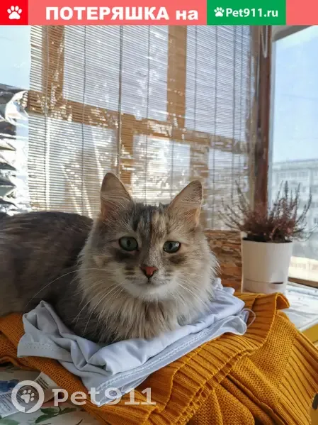 Пропала кошка на Мусина, 70 в Казани - photo