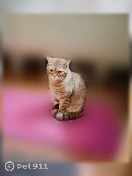 Найдена кошка, Комарова, д. 9/2, Ростов-на-Дону — шотландка, найдена в подъезде - photo