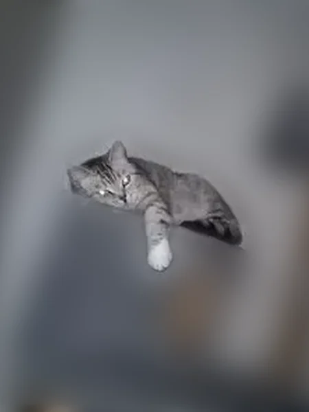 Пропала кошка, 2, Ачинск, Ачинск — серая кошка, пугливая - photo