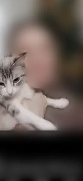 Пропала кошка, улица Куйбышева, 150А, Батайск — светло-серая, с буквой М на мордочке - photo