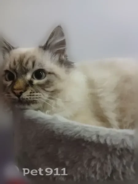 Пропала кошка, Заводской переулок, 12, Шахунья - photo