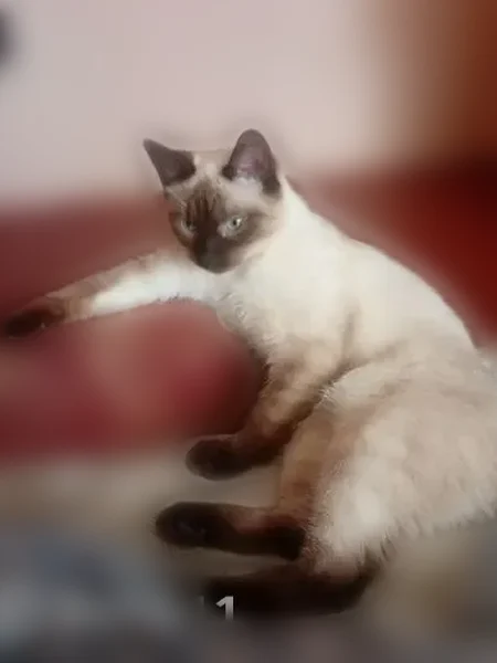 Пропала кошка, улица Маршала Соколовского, 14В, городской округ Смоленск, Смоленск — котенок, 1 год - photo