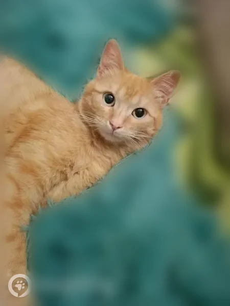 Пропала кошка, Туркменская улица, 14, Волгоград — худенький котёнок - photo