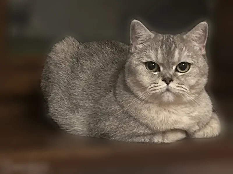 Пропала кошка, улица Льва Толстого, 22, Ставрополь — беременная кошечка - photo