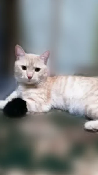 Пропала кошка, улица Калинина, 52, Малоархангельск — кот, песочный окрас, кастрирован - photo