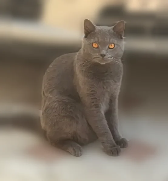 Пропала кошка, улица Иванова, 201, Нальчик — крупный, около 5 кг - photo