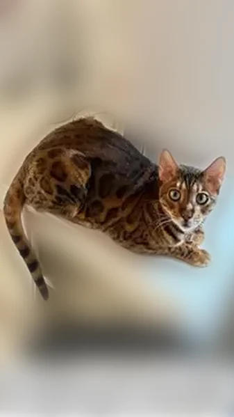 Пропала кошка, 1-я Киргизская улица, 74, Ростов-на-Дону — крупная пятнистая бенгальская кошка - photo