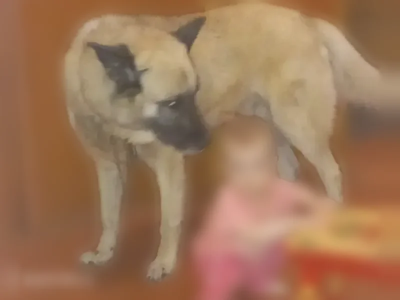 Пропала собака, 38К-017, 68, Катыринский сельсовет — большой пёс, 8 лет - photo