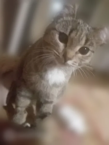 Пропала кошка, улица Орджоникидзе, 18, Киров — серая, пугливая, с загнутым ушком - photo