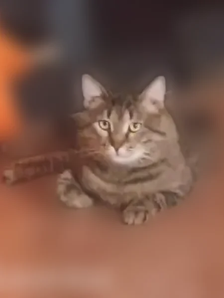 Пропала кошка, улица Орджоникидзе, 7, Нижний Новгород — серо-чёрная, полосатая, разговорчивая - photo