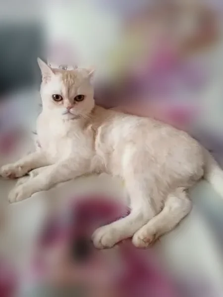 Пропала кошка, 31, Целеево — кот шотландской породы, 6 месяцев - photo