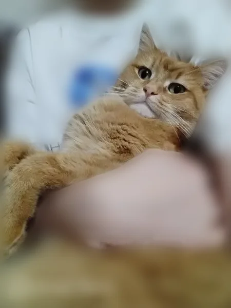 Пропала кошка, улица Кузнецова, 18, Заречный — светло-рыжая, с буквой «М» на лбу - photo