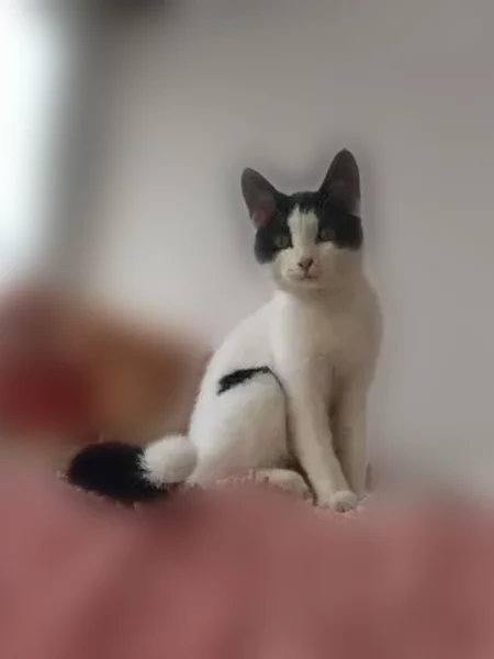 Пропала кошка, Юбилейная улица, 1 к1, Подольск — выпала с балкона 4 этажа - photo
