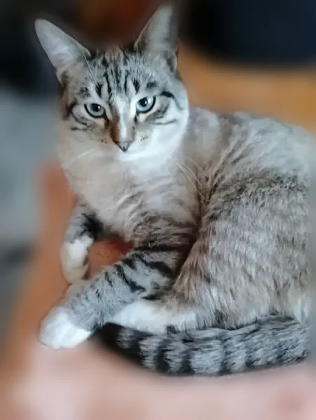 Пропала кошка, улица Гоголя, Зеленодольск, Зеленодольск — котик около года, на голове небольшая рана - photo