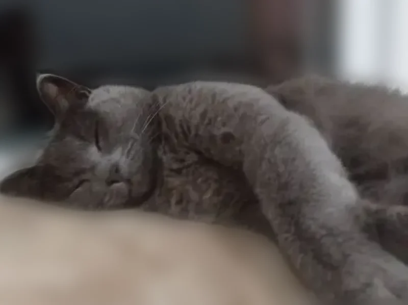 Пропала кошка, Падь Мельничная, Иркутская область — серая, спокойная, от людей убегает - photo