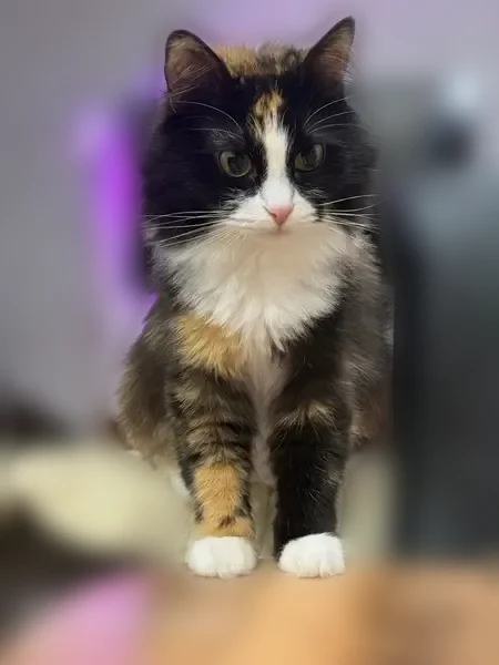 Пропала кошка, 17, Лайково, Лайково — трёхцветная, зелёные глаза, домашняя - photo