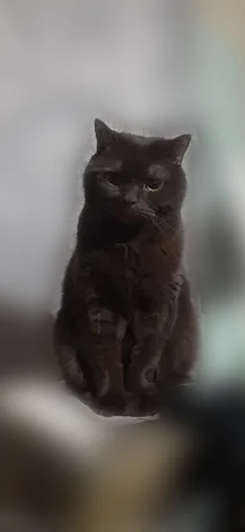Пропала кошка, Пошехонское шоссе, 9, Вологда — домашняя, 9 лет, кличка Марсик - photo