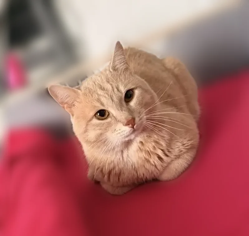 Пропала кошка, Крайняя улица, 4, Красноярск — рыжий котик Бася, чёрный ошейник с колокольчиком - photo
