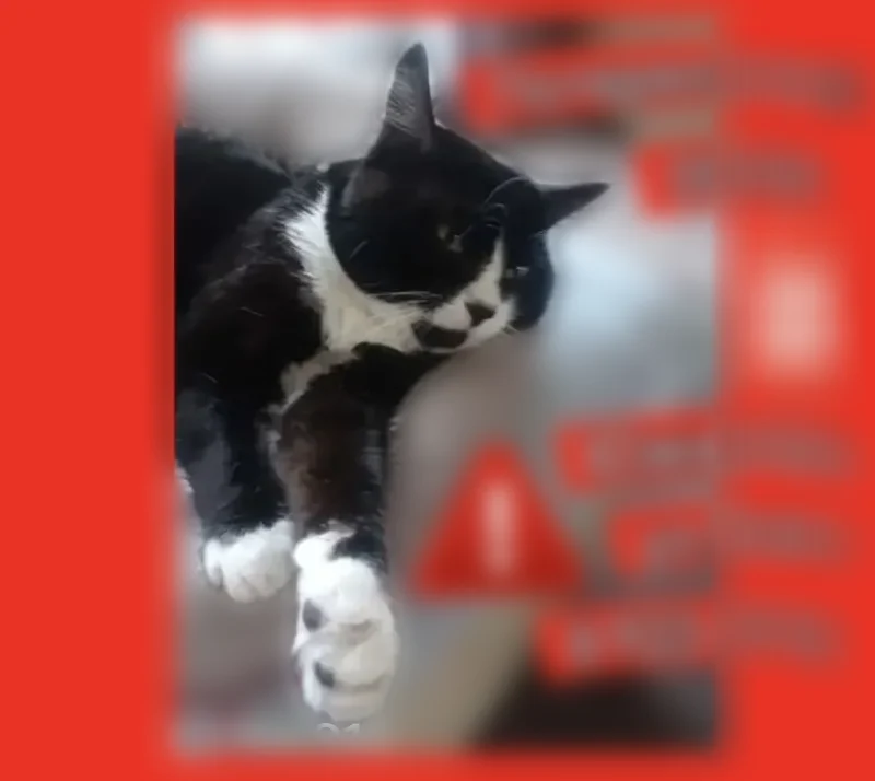 Пропала кошка, Ягодная улица, 3, Зональная Станция — чёрная, с белой грудкой и белыми лапками - photo