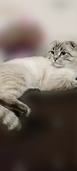 Пропала кошка, улица Революции, Инза - photo