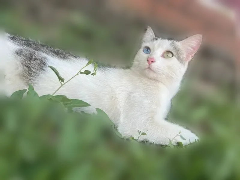 Пропала кошка, Елизаветинская, Краснодарский край — бело-серый окрас, разные глаза - photo