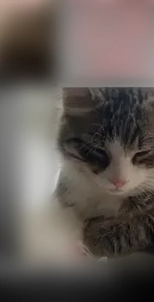 Пропала кошка, Молодёжная улица, 10, Мичуринский — крупный 8-месячный котик, пугливый - photo