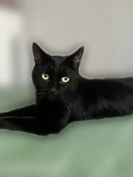 Пропала кошка, переулок Андреева, 5, Ростов-на-Дону — чёрный кот, сорвался с поводка - photo