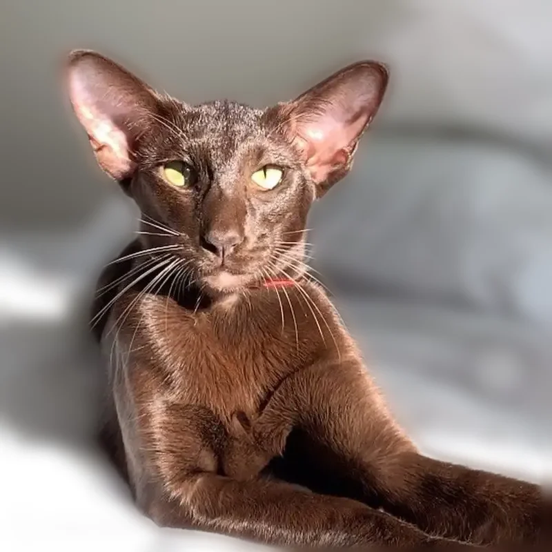 Пропала кошка, Луговая улица, 32, Лебедянь — кот, кастрирован, ориентальная - photo