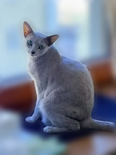 Пропала кошка, Садовая-Кудринская улица, 25, Москва — русская голубая, отзывается на «Астра» - photo