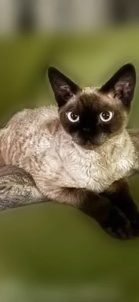 Пропала кошка, улица Ясмин, Казань — домашний котик с кудрявой шерсткой - photo