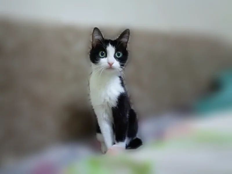Пропала кошка, улица Энгельса, 3 к3, Чебоксары - photo